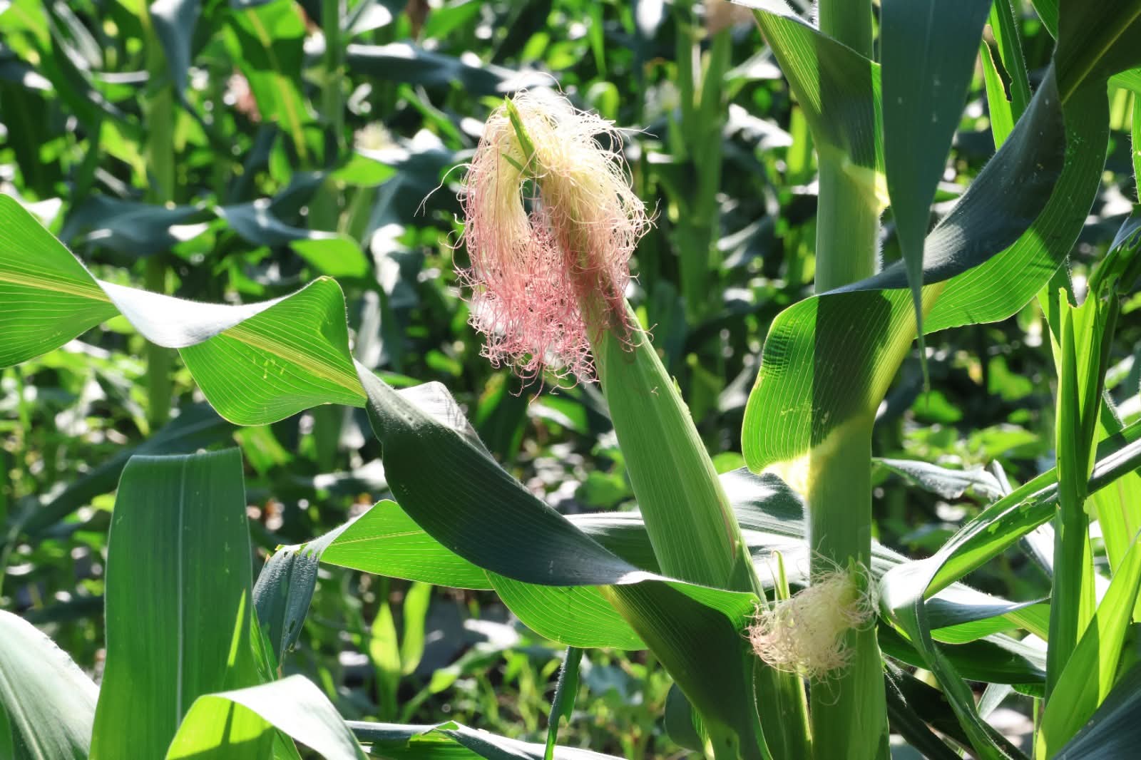 WhatsApp Image 2025-09-08 at 12.48.41